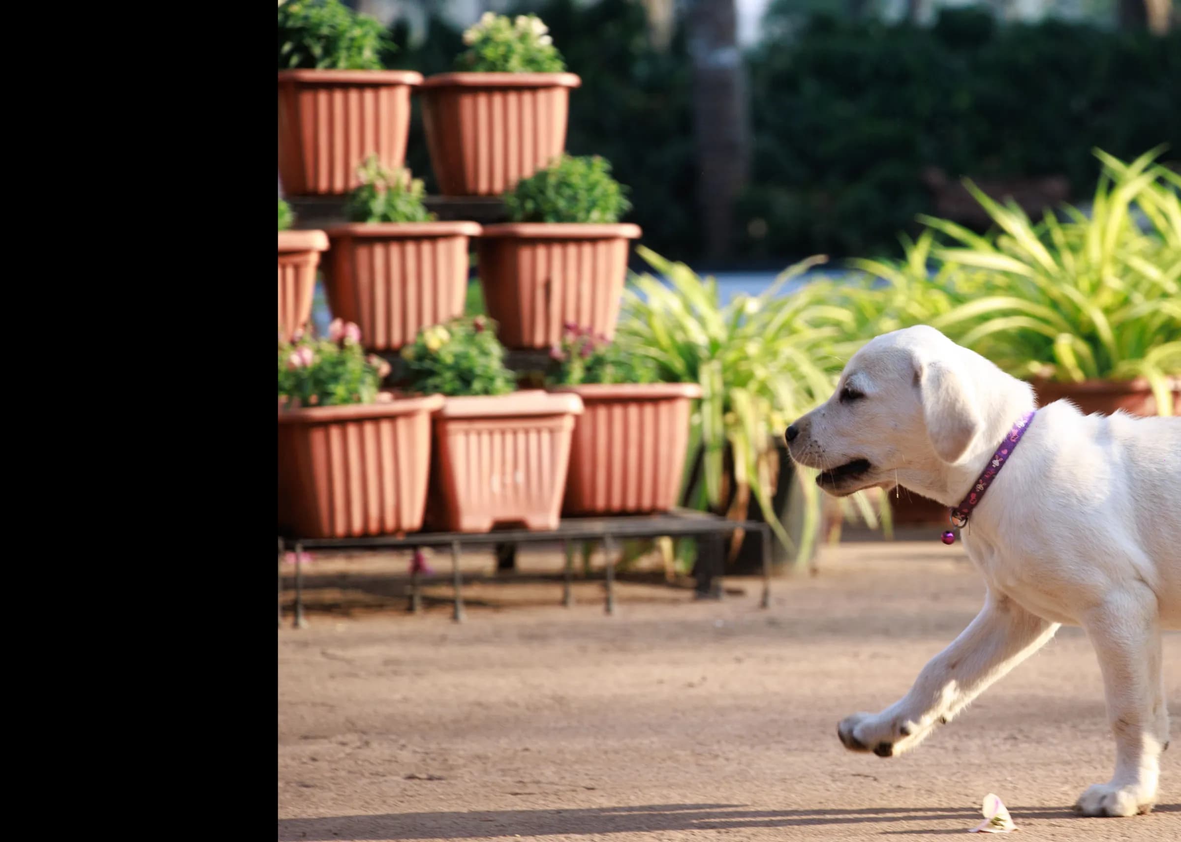 Cane felice all'aperto